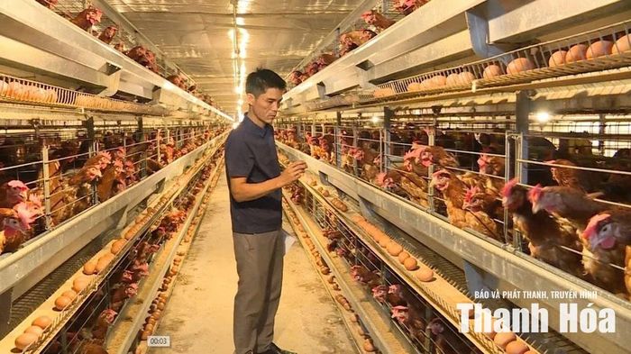 Ứng dụng công nghệ tự động hóa trong chăn nuôi gà đẻ trứng của gia đình ông Nguyễn Xuân Minh, phường Quảng Phú.
