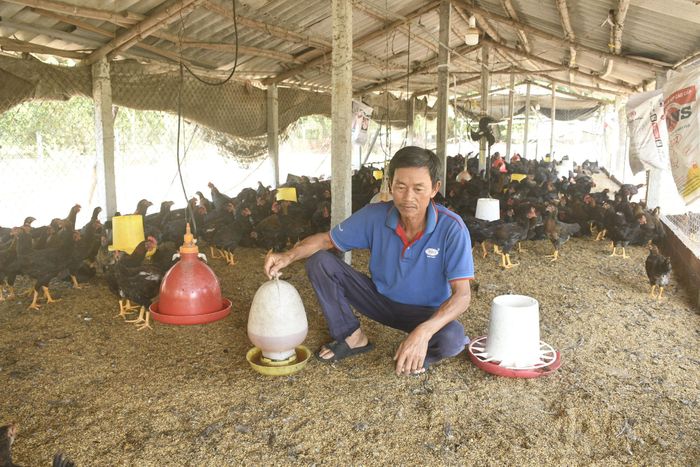 Nông dân trên địa bàn thành phố phát triển mô hình chăn nuôi bền vững để đáp ứng nhu cầu tiêu dùng của thị trường. Ảnh: QUANG VIỆT
