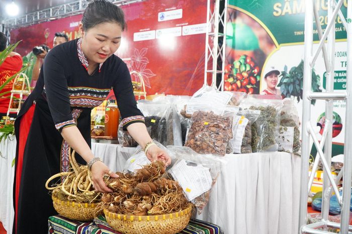 Ngoài sâm Ngọc Linh, nhiều dược liệu quý khác cũng được giới thiệu tại không gian chợ đêm. Ảnh: VINH ANH