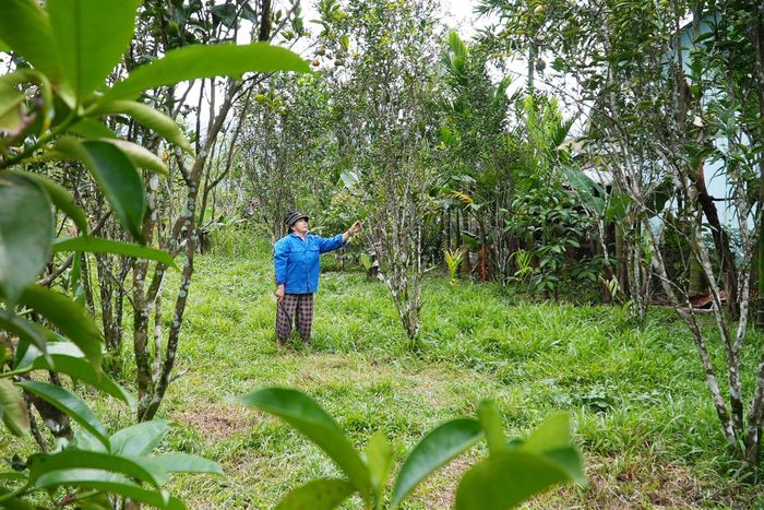 Cải tạo vườn tạp để trồng các loại cây ăn quả là hướng đi phù hợp với điều kiện thổ nhưỡng và khí hậu vùng cao Đà Nẵng. Ảnh: PHAN VINH