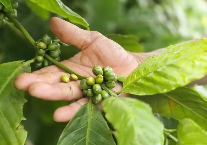  Hiện tượng quả non bị rụng nhiều khả năng là do cây cà phê không đủ dinh dưỡng. Ảnh: N.S 