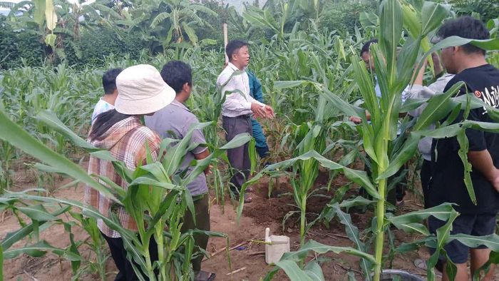 Cán bộ hướng dẫn kỹ thuật trồng sầu riêng cho nông dân xã Bác Ái Tây.