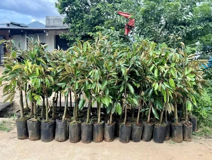 Cây giống sầu riêng được cấp phát cho người dân xã Bác Ái Tây.