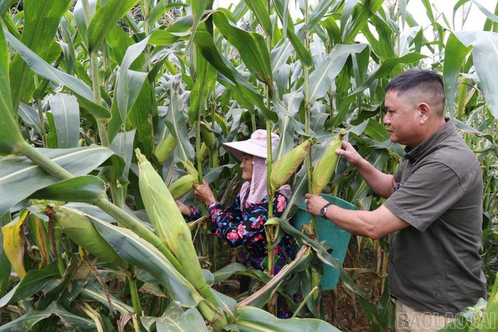 Đại diện Công ty Cổ phần Thực phẩm Á Châu kiểm tra chất lượng ngô ngọt tại vùng nguyên liệu Pha Long.