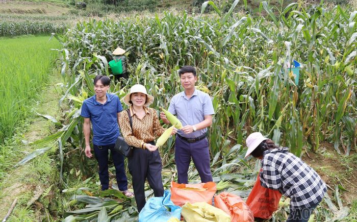Lãnh đạo xã Pha Long cùng doanh nghiệp và người dân đánh giá mô hình trồng ngô ngọt tại thôn Sín Chải.