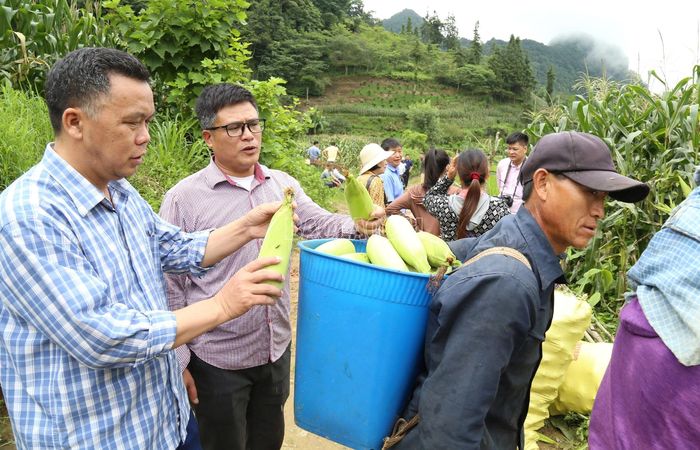 Doanh nghiệp cam kết thu mua toàn bộ sản phẩm đạt tiêu chuẩn ngay tại chân đồi, tạo đầu ra ổn định cho người dân.