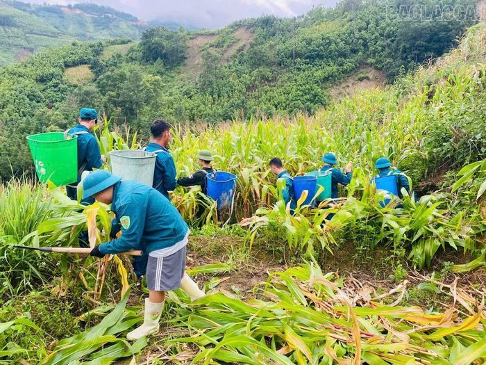 Hỗ trợ người dân thu hoạch ngô.