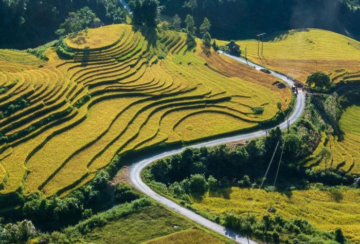 Mùa lúa chín trên những thửa ruộng bậc thang ở xã Mường Bo.