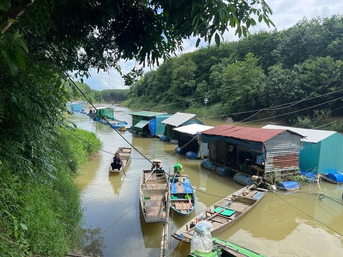 Lồng bè nuôi cá chình ở Tánh Linh