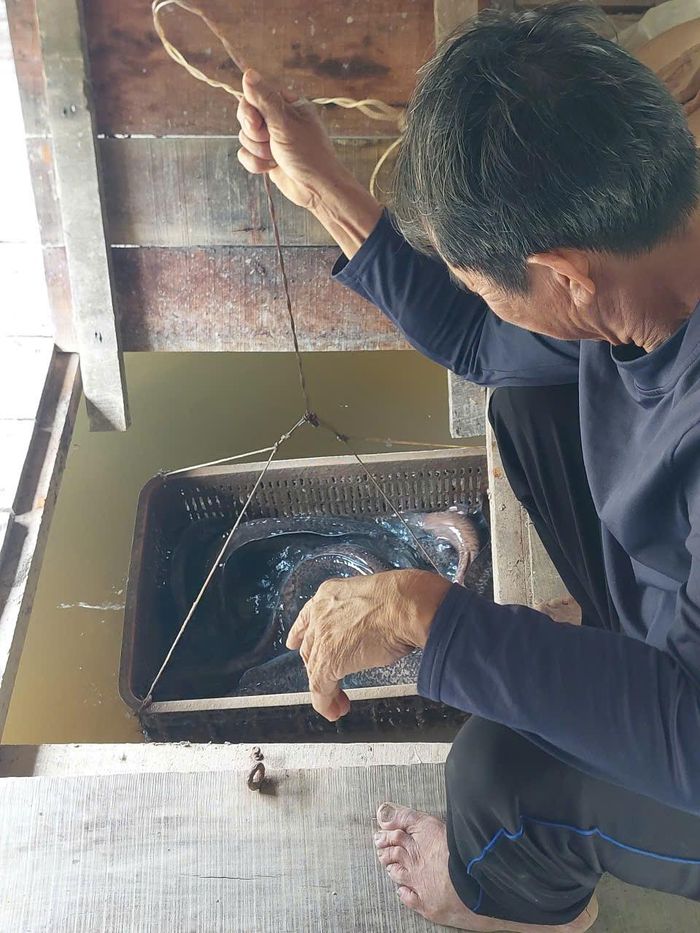Ông Mười vớt cá chình trong lồng bè