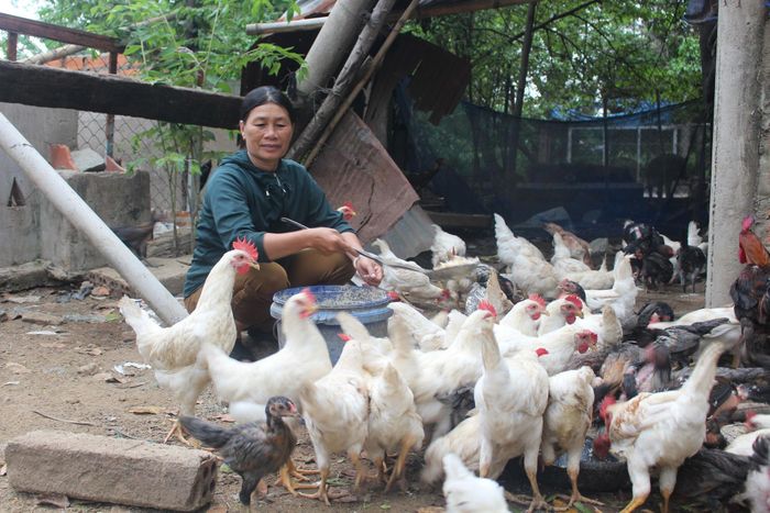 Chị Nguyễn Thị Thu Thảo gây dựng lại đàn gà sau lũ