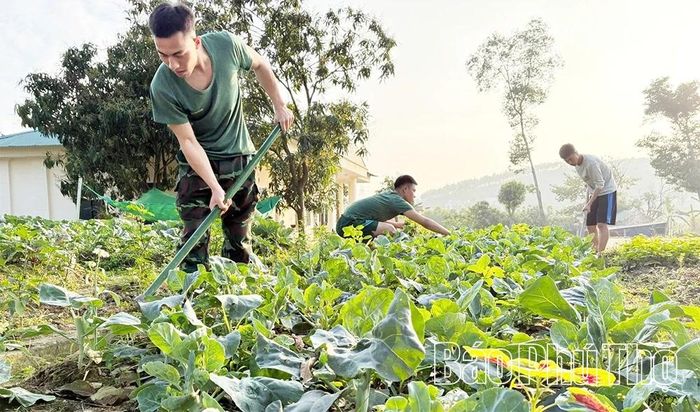 Trung đoàn 834 bảo đảm 100% rau xanh cho bộ đội.