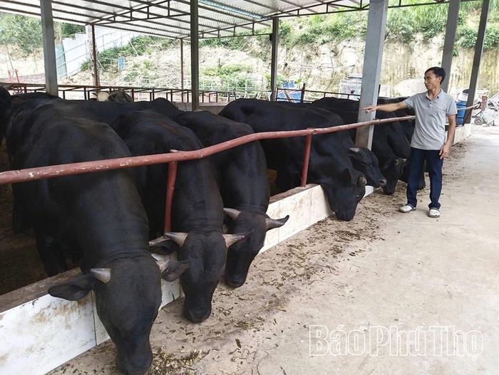 Với quy mô nuôi tập trung hơn 100 con trâu, bò, trang trại của gia đình ông Nguyễn Xuân Bảng, xã Cẩm Khê có lợi nhuận gần 1 tỷ đồng/năm.