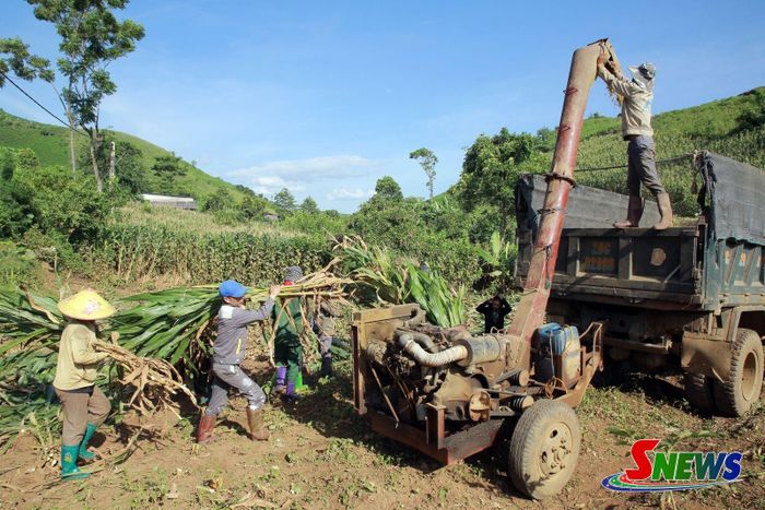 Nông dân xã Tân Yên thu hoạch ngô sinh khối.