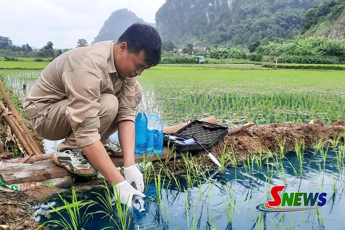 Cán bộ Trung tâm Nước và Quan trắc môi trường lấy mẫu tại ruộng lúa.