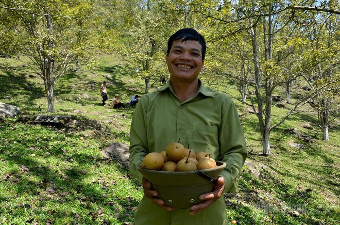 Anh Đặng Xuân Cường, chủ vườn lê thôn Khau Tràng cho biết năm nay dự kiến thu về khoảng 80 triệu đồng.