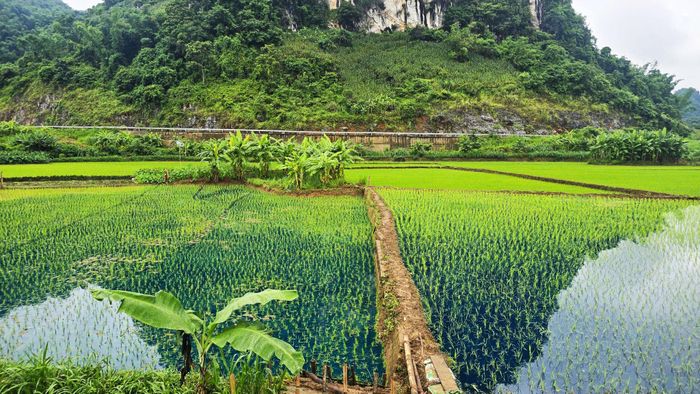 Nhiều diện tích lúa của người dân bị nhuốm một màu xanh bất thường.