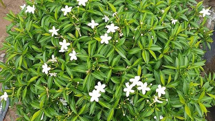 ây có thể phát triển tốt trong điều kiện khí hậu nhiệt đới như ở Việt Nam, chịu nắng tốt và ít sâu bệnh. Ảnh minh họa.