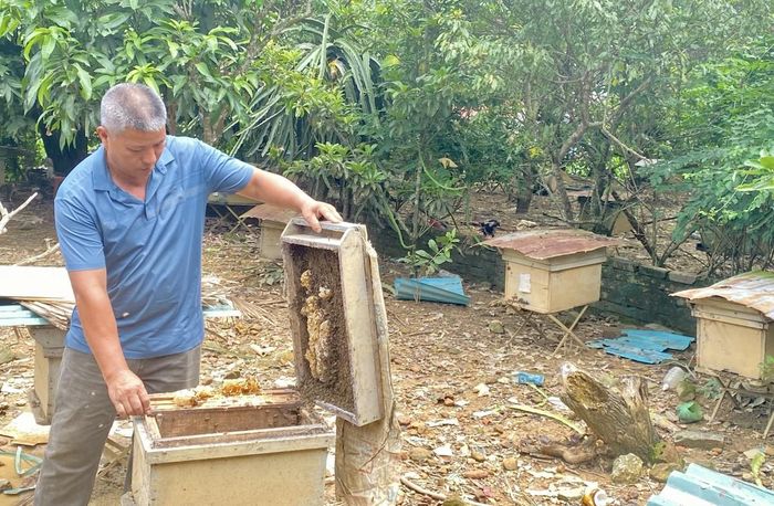 Gia đình ông Bế Văn Thụy, xóm Nà Vạc, xã Trường Hà, nuôi 45 đàn ong lấy mật, mang lại nguồn thu trên 70 triệu đồng/năm. Ảnh Quốc Sơn
