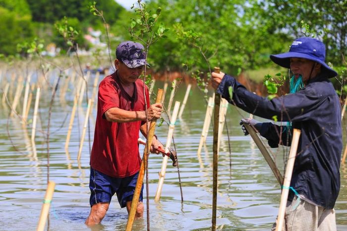 Cây giống được lựa chọn có độ tuổi từ 2-3 năm nhằm nâng cao khả năng thích nghi và sinh trưởng.