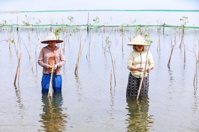 Trong giai đoạn đầu, cây được cố định bằng cọc tre kết hợp hệ thống trụ chắn và lưới bảo vệ