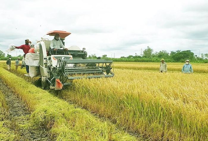 Giá lúa tươi duy trì ổn định, trong khi gạo Đài Thơm tại thị trường bán lẻ tăng 500 đồng/kg. (Ảnh minh họa: Dân Việt)