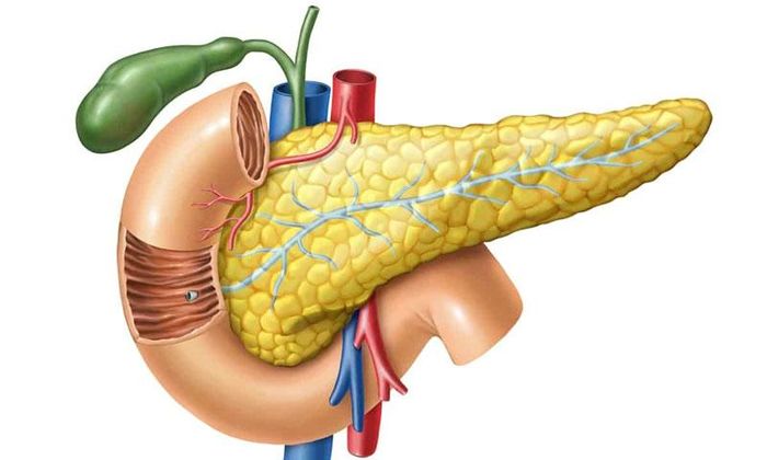 Viêm tụy cấp do tăng mỡ máu là một trong những nguyên nhân ngày càng được ghi nhận nhiều tại các cơ sở y tế.