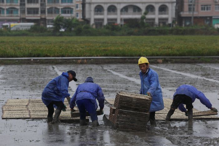 Giới chức tỉnh Chiết Giang dự báo các khu vực ven biển sẽ hứng mưa như trút, đồng thời cảnh báo nguy cơ xảy ra lũ quét, gián đoạn giao thông, sông ngòi tràn bờ và nhiều diện tích đất nông nghiệp bị ngập úng.