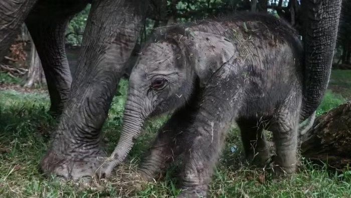Một con voi Sumatra cái đã chào đời tại công viên sinh thái Buluh Cina ở Riau trên đảo Sumatra, Indonesia. (Ảnh: phys.org)
