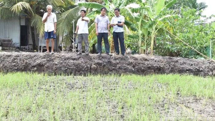 Lãnh đạo tỉnh Đồng Tháp kiểm tra diện tích trồng lúa thiệt hại chưa rõ nguyên nhân.