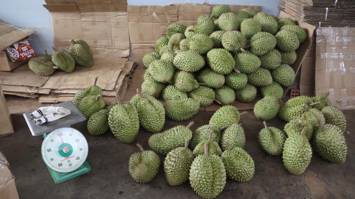  Sầu riêng được tập kết, chờ phân loại. Ảnh: HỮU PHÚC 
