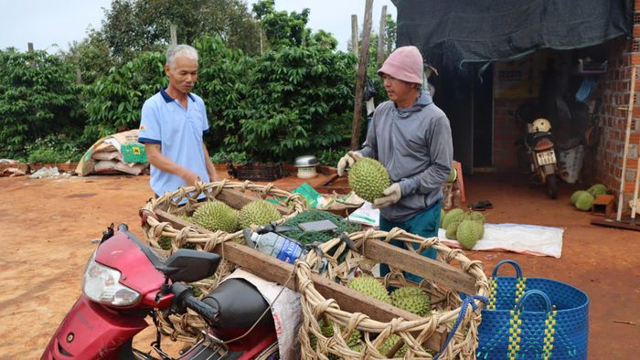  Thu mua sầu riêng của người dân. Ảnh: HỮU PHÚC 