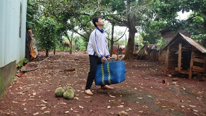  Nghề gõ sầu riêng thường đi theo tốp, trong đó có người ở dưới gốc để hứng quả sầu riêng được thợ "gõ" thả từ cây xuống đất. Ảnh: HỮU PHÚC 