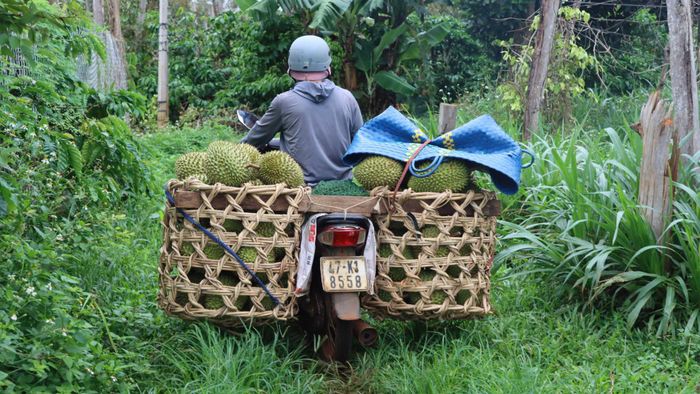  Sầu riêng được chở về nơi tập kết. Ảnh: HỮU PHÚC 