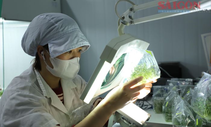 Soi cây giống qua kính lúp để phát hiện sớm những dấu hiệu bất thường. Ảnh: ĐOÀN KIÊN 
