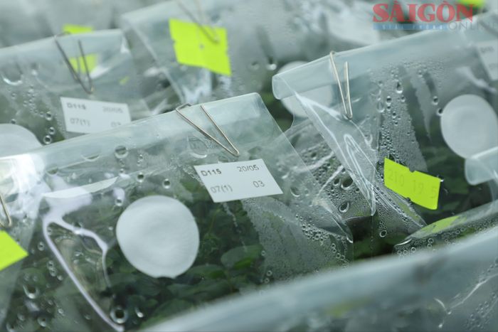  Từng lô cây giống được đánh mã số, ngày sản xuất. Từ khi tách mẫu đến lúc chuyển sang các vườn ươm mất khoảng 3 - 6 tuần tùy vào chủng loại cây trồng. Ảnh: ĐOÀN KIÊN 