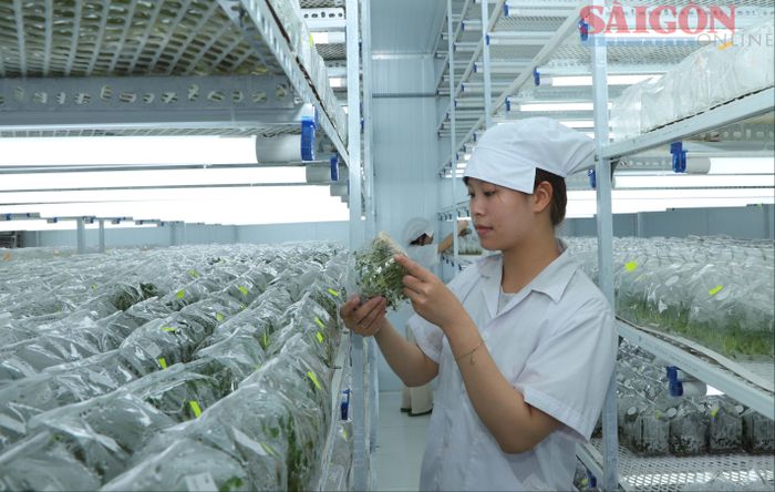  Phòng nuôi cấy mô sử dụng ánh sáng nhân tạo duy trì liên tục để kích thích cây phát triển. Ảnh: ĐOÀN KIÊN 