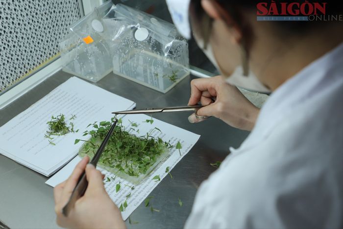  Công nhân tách lấy mẫu cây đạt chuẩn từ cây mẹ. Đây là một trong những công đoạn quan trọng trong quá trình ươm mẫu. Ảnh: ĐOÀN KIÊN 