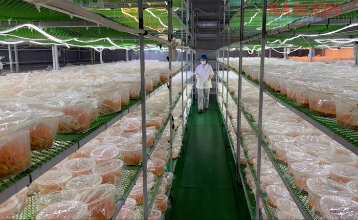  Nuôi cấy mô áp dụng trong phát triển dược liệu tại Đà Lạt. Ảnh: ĐOÀN KIÊN 