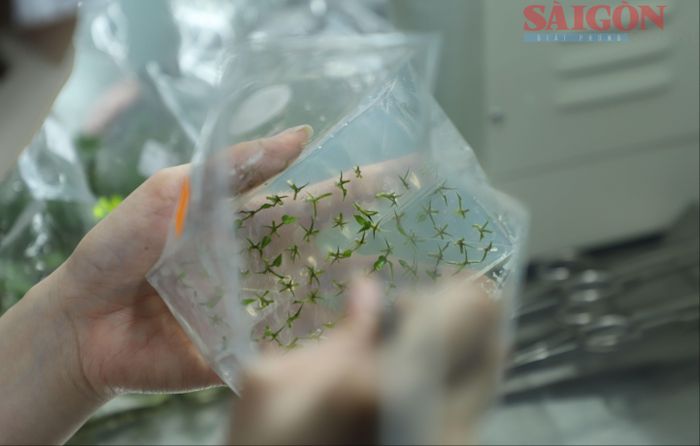  Mẫu mô thực vật sau khi được chọn lọc sẽ trải qua nhiều giai đoạn để ươm giống hàng loạt. Ảnh: ĐOÀN KIÊN 