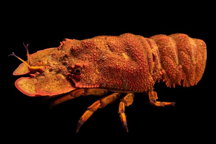 Ảnh: Joel Sartore