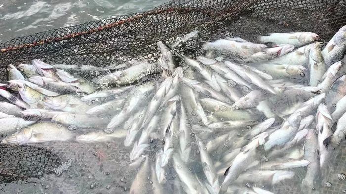 Cá nuôi trong lồng bè chết hàng loạt.