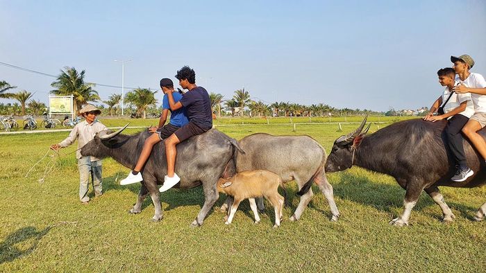Ông Lê Nhiên cùng đàn trâu trên cánh đồng Thanh Tây.