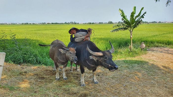 Nét thư thái của lão nông Trần Văn Hà trên lưng trâu trên cánh đồng Trường Lệ.