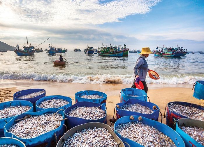 Ngư dân làng chài Mân Thái kéo lưới sau chuyến đánh bắt ven bờ