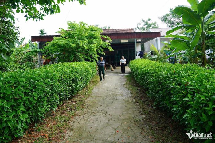 Hàng rào dâm bụt xanh mướt bao quanh khuôn viên gia đình ông Lương Văn Tâm, thôn Tân Hòa.