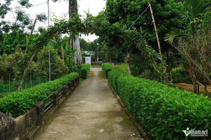Những hàng rào xanh tạo điểm nhấn trên các tuyến đường ở thôn Tân Hòa, góp phần làm thay đổi diện mạo nông thôn.