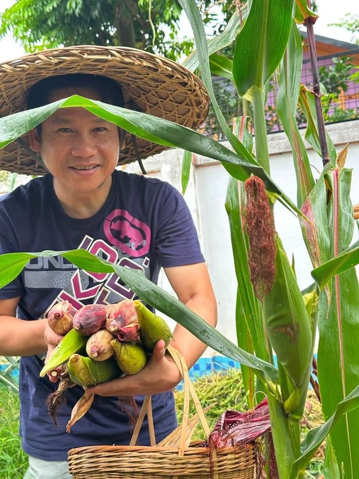 Vườn ngô được vợ chồng Trọng Tấn trồng xen kẽ ngay trong khuôn viên sân, vừa làm cảnh quan vừa cho thu hoạch thực phẩm sạch. 