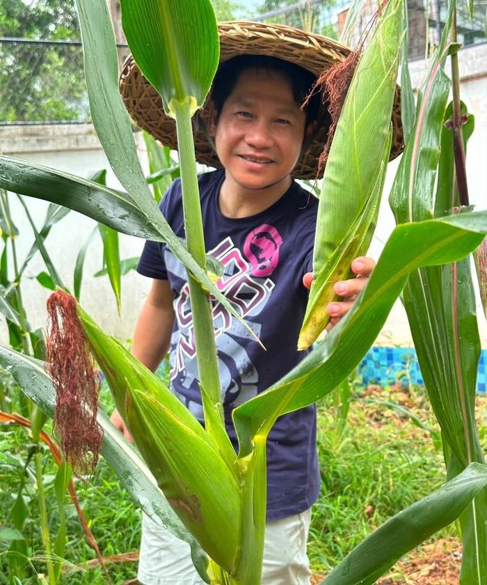 Đứng lọt thỏm giữa những hàng ngô cao quá đầu người, Trọng Tấn vén lá kiểm tra từng bắp đang phát triển. Anh từng chia sẻ việc chăm cây, đào đất giúp mình "thiền động", xua tan mọi áp lực sân khấu.