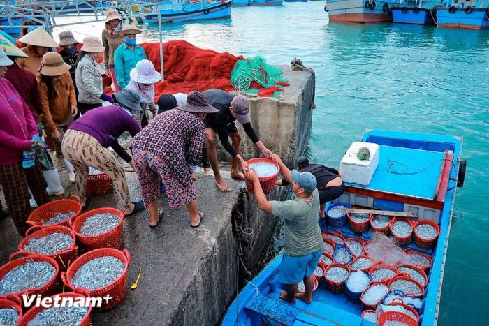 . Từng khoang thuyền mở ra, mang theo "lộc biển" tươi rói. (Ảnh: Hoài Nam/Vietnam+)